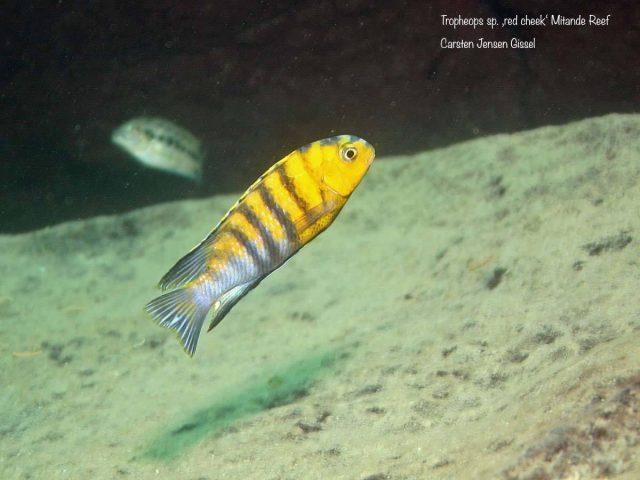 Tropheops sp. ‚red cheek‘ Mitande
