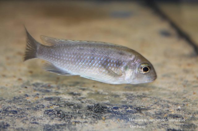 Metriaclima sp. 'zebra patricki' (samice)