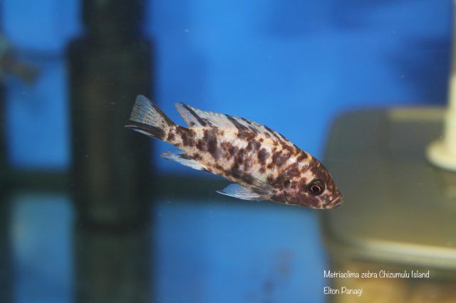 Metriaclima zebra Chizumulu Island (OB samice)