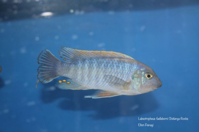 Labeotropheus fuelleborni (20)