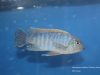 Labeotropheus fuelleborni (20)