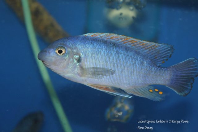 Labeotropheus fuelleborni Chidunga Rocks