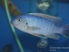 Labeotropheus fuelleborni Chidunga Rocks
