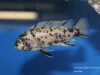 Labeotropheus fuelleborni Chidunga Rocks (OB samice)