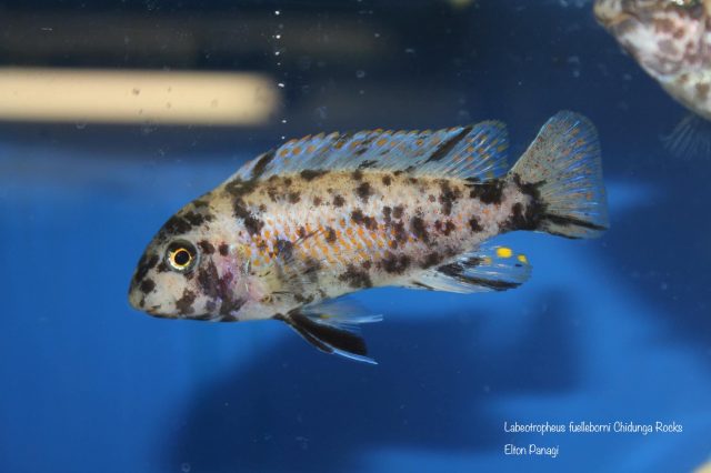 Labeotropheus fuelleborni Chidunga Rocks (OB samice)