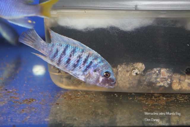 Metriaclima zebra (25)