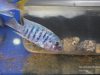 Metriaclima zebra (25)