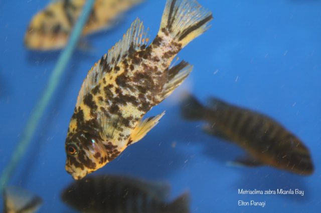Metriaclima zebra Mkanila Bay (OB samice) 