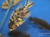 Metriaclima zebra Mkanila Bay (OB samice) 