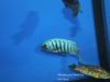 Metriaclima zebra Mkanila Bay