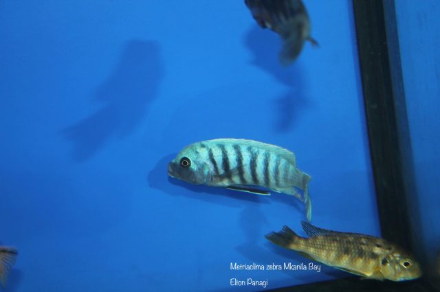 Metriaclima zebra Mkanila Bay