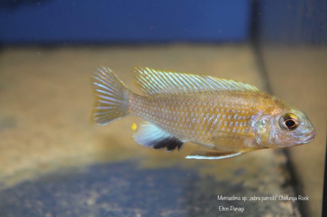 Metriaclima sp. 'zebra patricki' (samec)