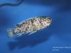 Labeotropheus fuelleborni Chidunga Rocks (OB samice)