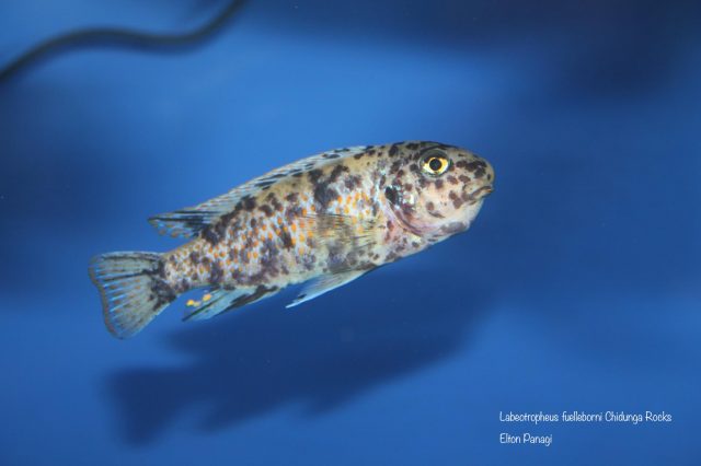 Labeotropheus fuelleborni Chidunga Rocks (OB samice)