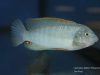 Labeotropheus fuelleborni Chidunga Rocks