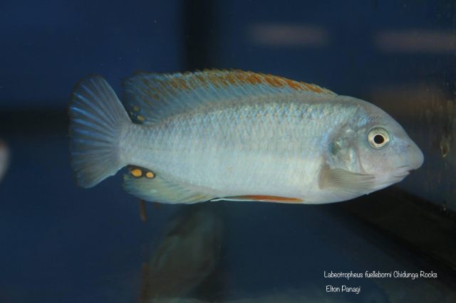 Labeotropheus fuelleborni Chidunga Rocks