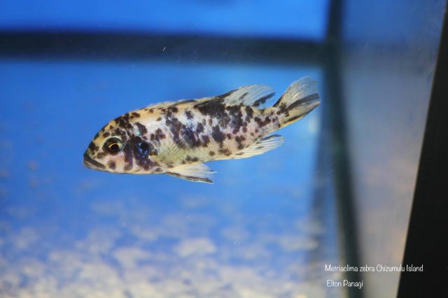 Metriaclima zebra Chizumulu Island (OB samice)