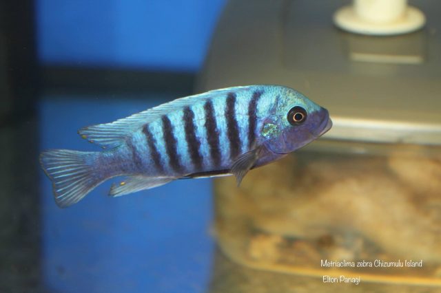 Metriaclima zebra Chizumulu Island (samec)