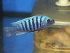 Metriaclima zebra Chizumulu Island (samec)