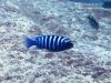 Metriaclima zebra Maingano Island