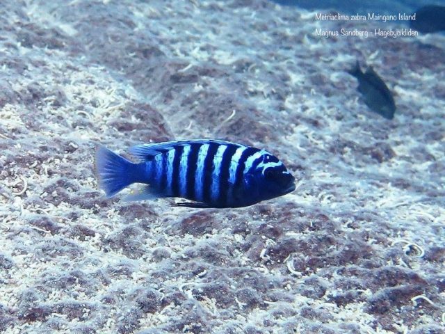 Metriaclima zebra Maingano Island