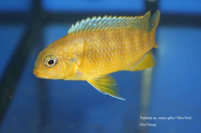 Tropheops sp. 'mauve yellow' Mara Rock (samice)