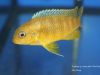 Tropheops sp. 'mauve yellow' Mara Rock (samice)