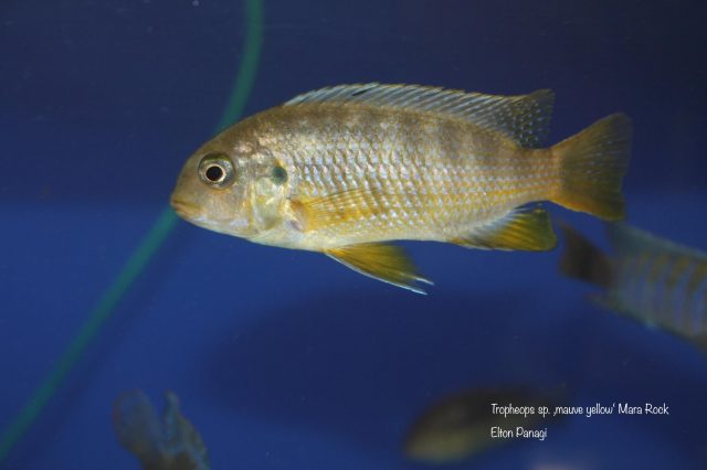 Tropheops sp. 'mauve yellow' Mara Rock (samice)