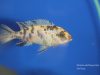 Metriaclima zebra Maingano Island
