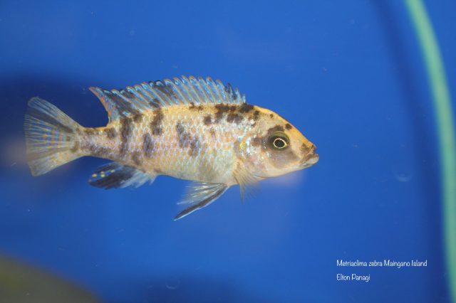 Metriaclima zebra Maingano Island