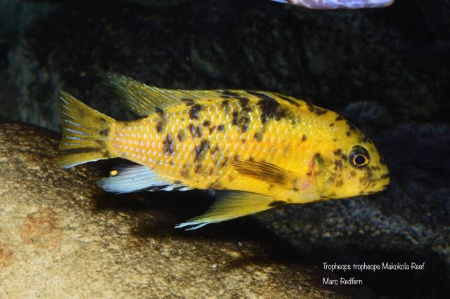 Tropheops tropheops Makokola Reef (MC samec)