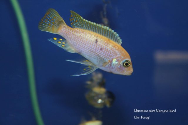 Metriaclima zebra Maingano Island (O samec)