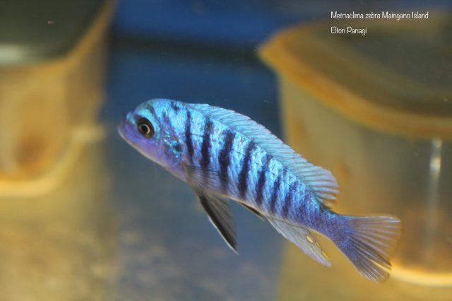 Metriaclima zebra Maingano Island