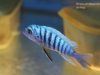 Metriaclima zebra Maingano Island