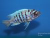 Metriaclima zebra Maingano Island