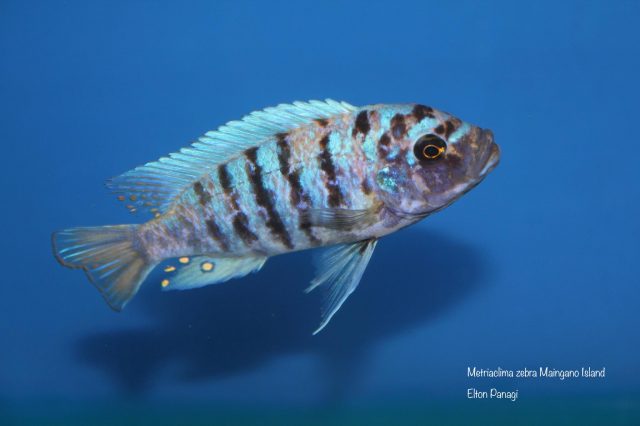 Metriaclima zebra Maingano Island