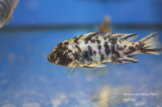 Metriaclima zebra Maingano Island