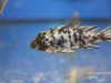 Metriaclima zebra Maingano Island