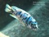 Metriaclima zebra (26)
