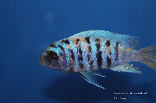 Metriaclima zebra Maingano Island