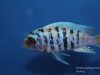 Metriaclima zebra Maingano Island