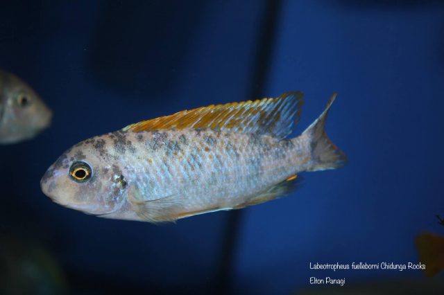 Labeotropheus fuelleborni Chidunga Rocks (MC samec)