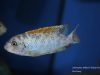 Labeotropheus fuelleborni Chidunga Rocks (MC samec)
