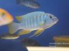 Labeotropheus fuelleborni Mbenji (samec)