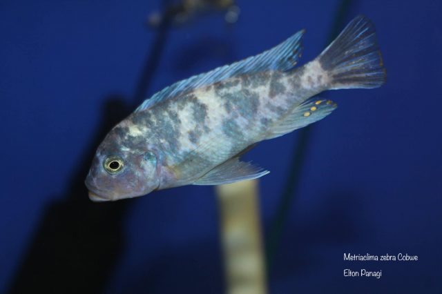 Metriaclima zebra (27)