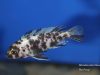 Metriaclima zebra Cobwe (OB samice)