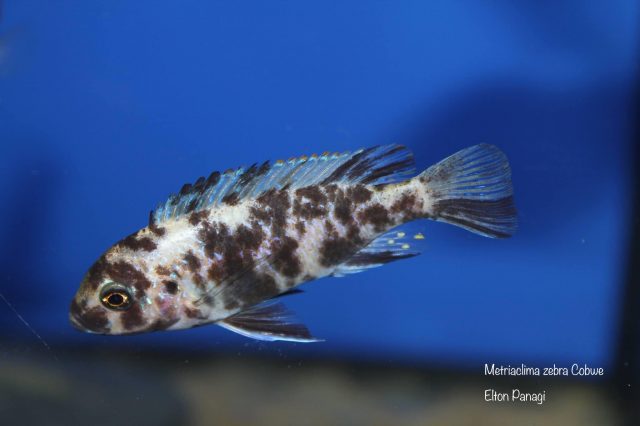Metriaclima zebra Cobwe (OB samice)
