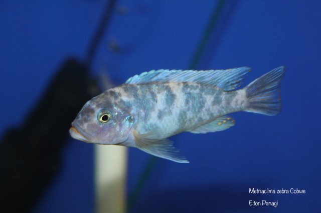 Metriaclima zebra Cobwe (MC samec)