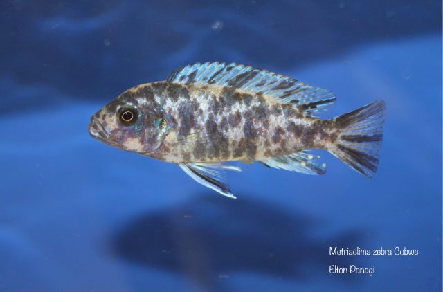 Metriaclima zebra Cobwe (OB samice)