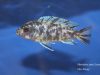 Metriaclima zebra Cobwe (OB samice)